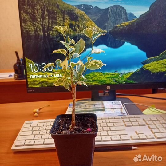 Фикус бенджамина пестролистный