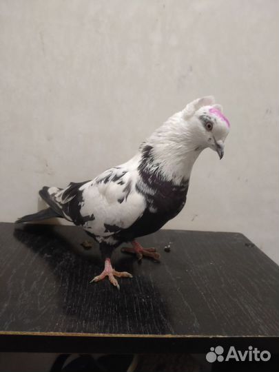 Бакинские бойные голуби Чили