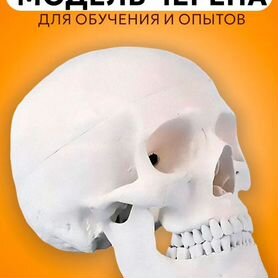 Модель черепа Bone разборная 1:1