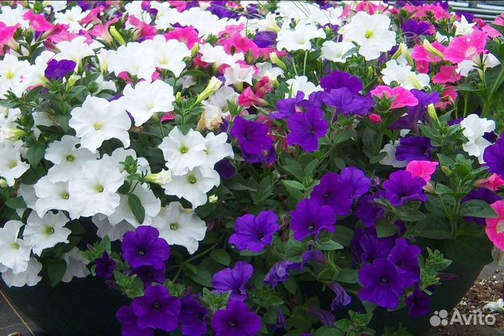 Цветы для сада