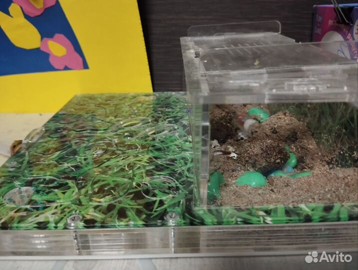 Муравьиная ферма с муравьями