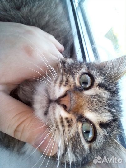 Котята с двухцветными глазами