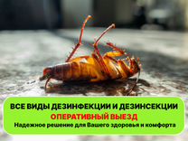 Уничтожение тараканов дезинсекция дезинфекция