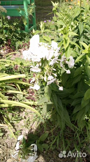 Саженцы флоксов