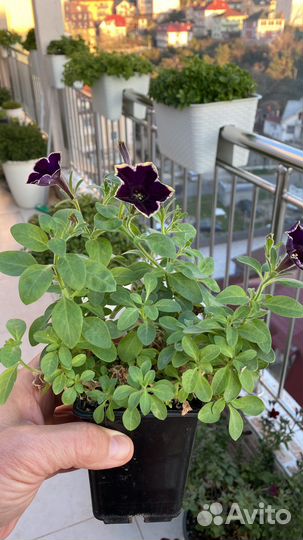 Питунии Ампельные и Вегетативные