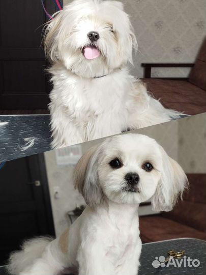 Грумер. Стрижка собак и кошек. Груминг