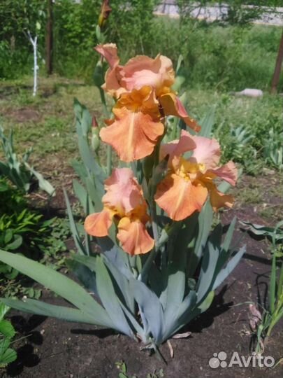 Цветы. Ирисы бородатые