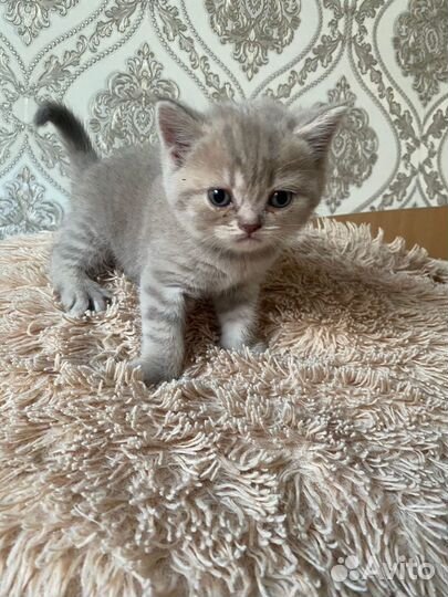 Британские котята