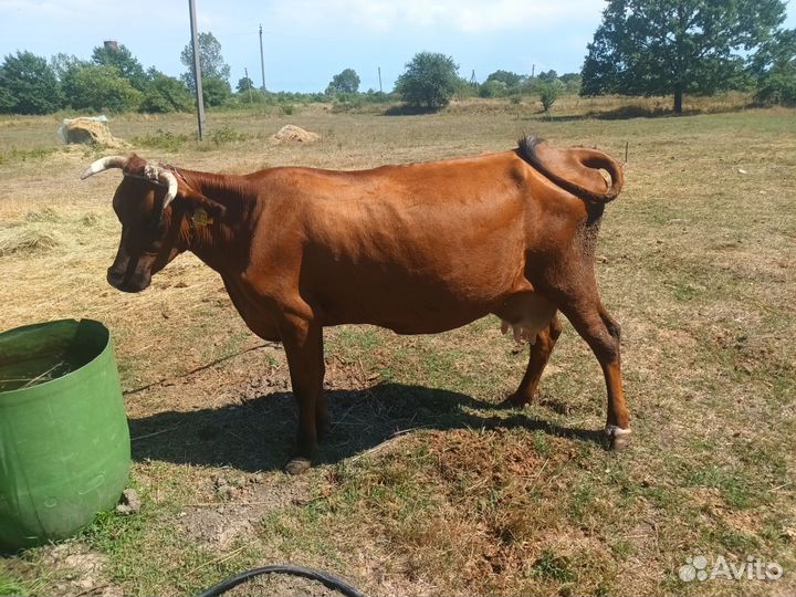 Коровы дойные