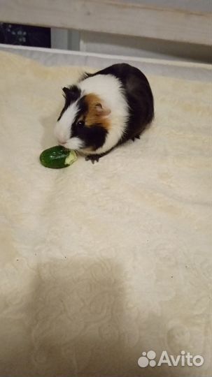 Морская свинка отдельно с клеткой