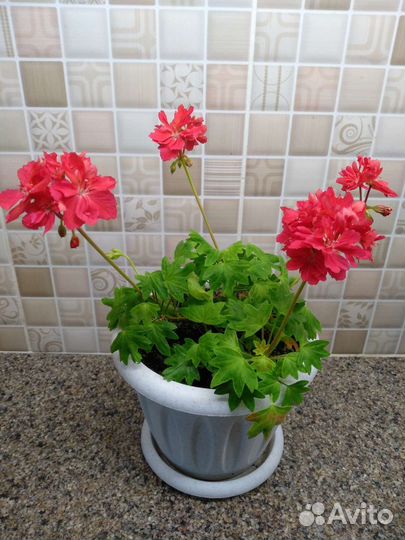 Пеларгония герань мини