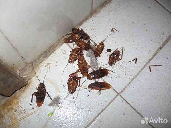 Дезинфекция/дезинсекция/чистка кулера