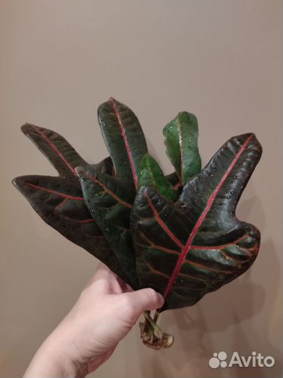 Кротон экселент