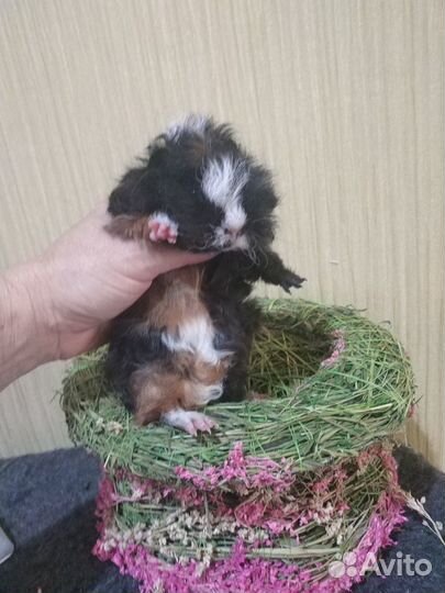 Породистые морские свинки оптом