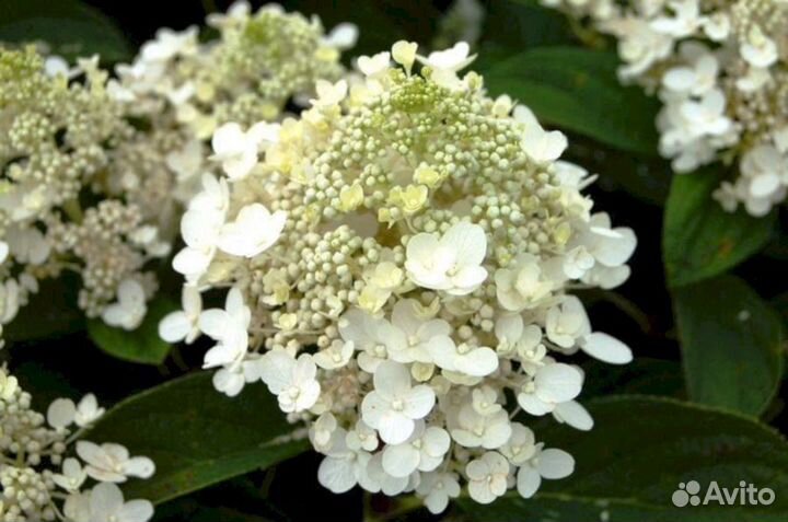Гортензия Беби лес