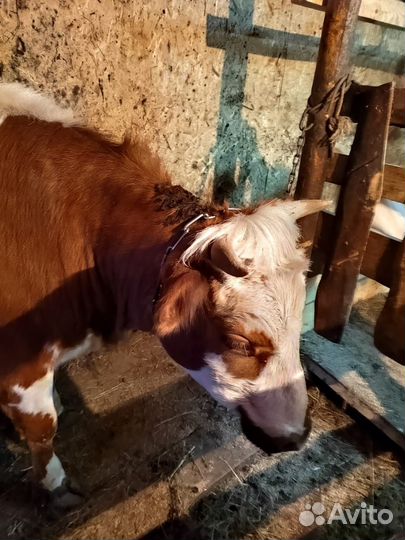 Телка и корова