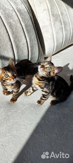 Бенгальские котята