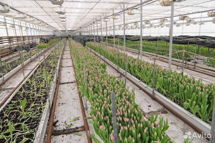 Тюльпаны оптом