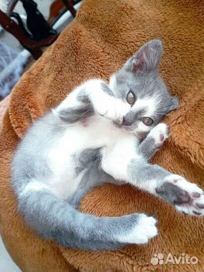 Мини-мышеловка