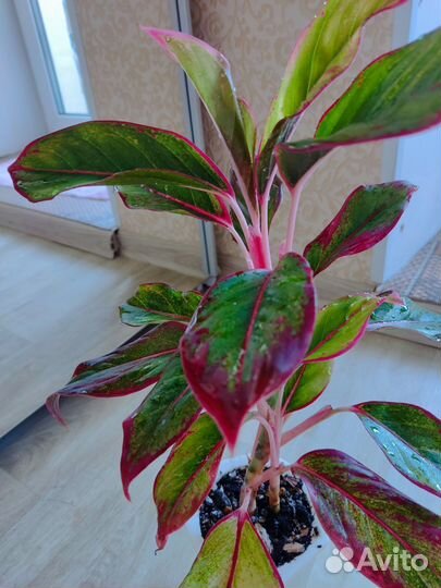 Аглаонема ред файер/крит