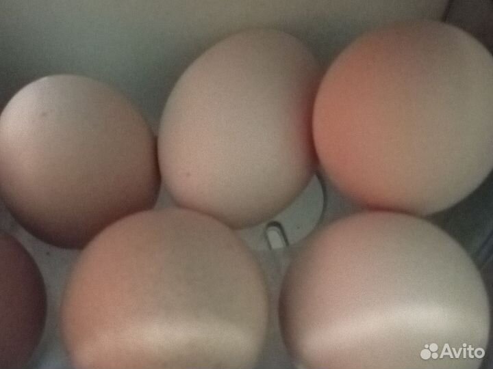 Яйцо гусиное