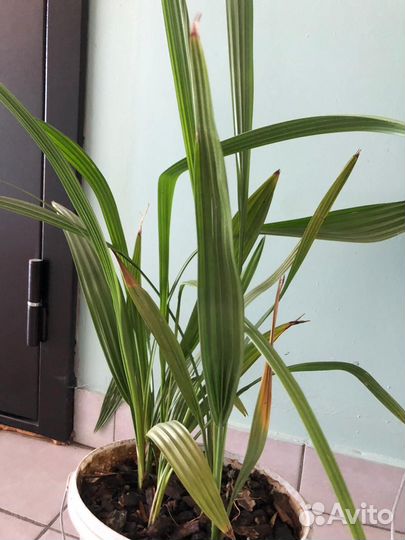 Комнатные цветы шефлера