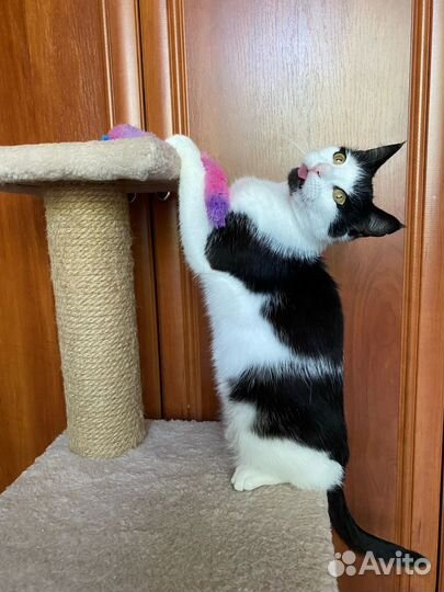 Красивая и умная кошечка ждёт своего человека