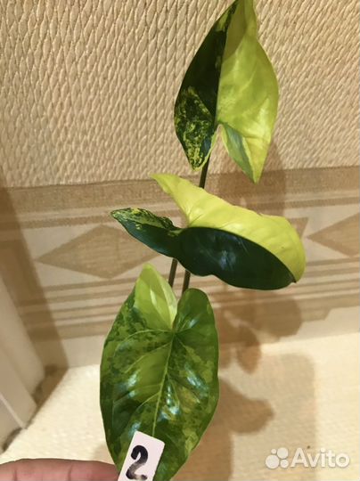 Сингониум Aurea Syngonium или Podophyllum Californ