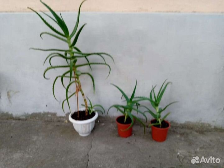 Алоэ столетник