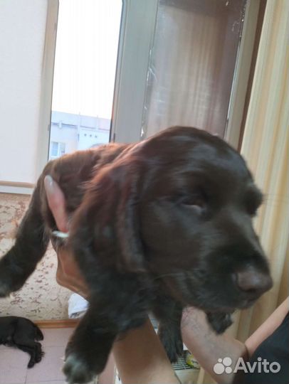 Собаки щенки