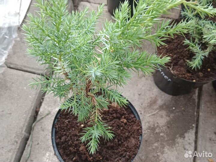 Можжевельник Блю карпет