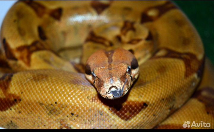 Змея для фотосессий, фотограф