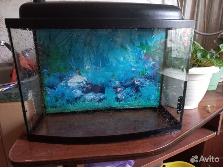 Аквариум