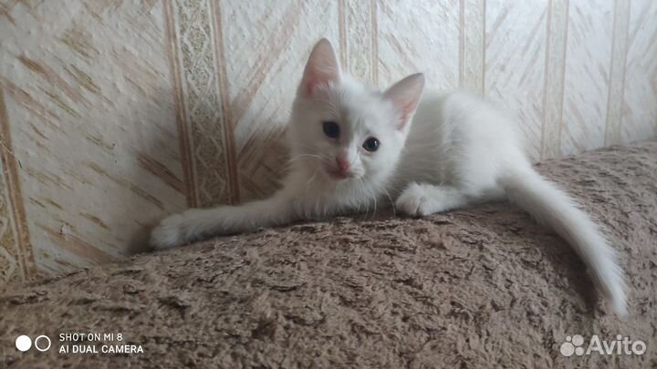 Отдам в добрые руки
