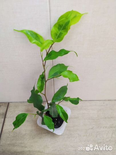Фикус бенджамина голден моник