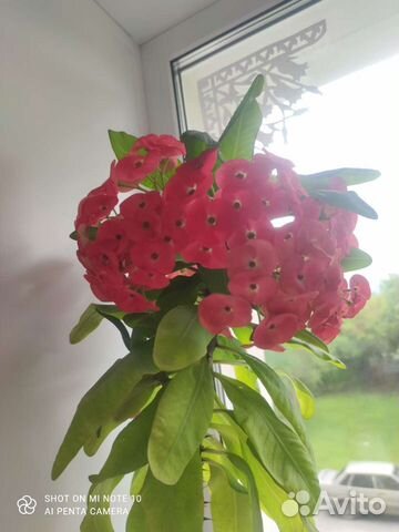 Молочай миля крупноцветковый купить в Кургане | Товары для дома и дачи ...