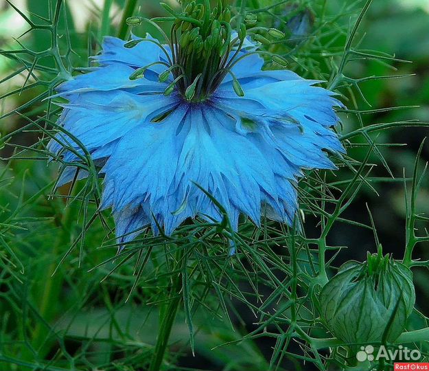 Семена растений