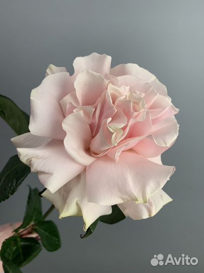 Роза Ажурная, розы гиганты