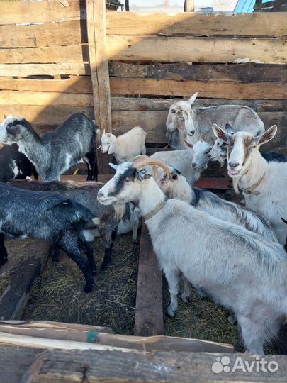 Продаётся козы