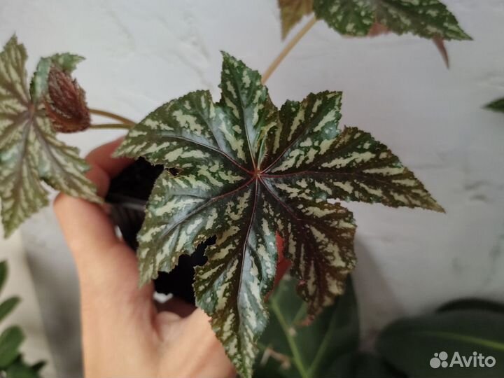 Бегония Грифон