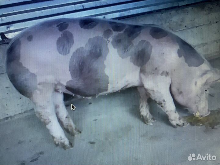 Семя хряка с доставкой