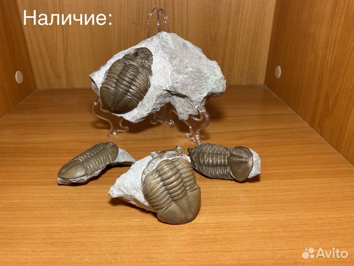 Бюджетные трилобиты в ассортименте