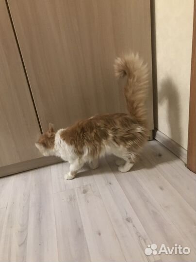 Персидская