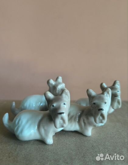 Собачки мини. Шотландка Лфз