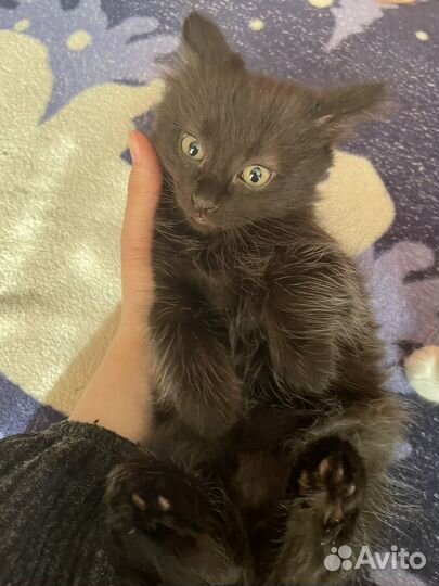 Котенок в добрые руки