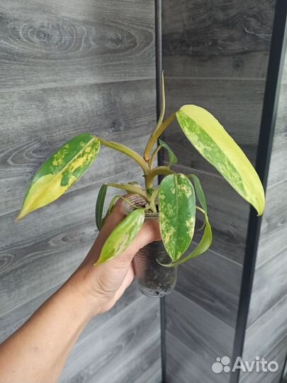 Филодендроны