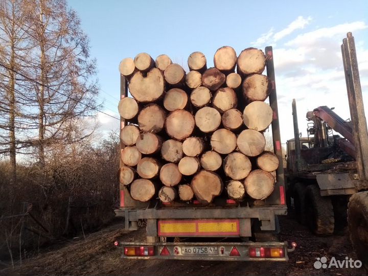 Пиловочник (хвоя)