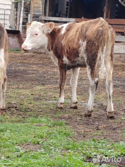 Тёлочка, бычок, тёлочки