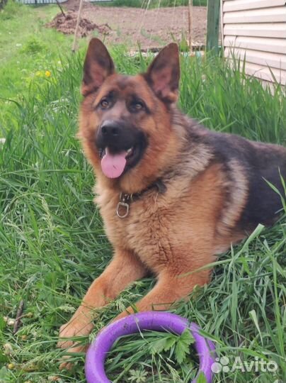 Кобель немецкой овчарки 2 года. Вязка