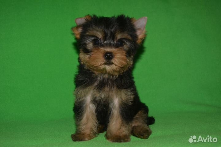 Стандартные и мини девочки с док-ми РКФ